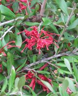 Grevillea oleoides is an upright, open shrub with clusters of pink or red spider shaped flowers in winter and spring and intermittently through the year. Flowers appear in the leaf axils. The leaves...