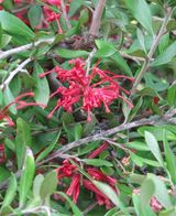 Grevillea oleoides