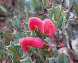 Grevillea pilosa subspecies redacta is a spreading to prostrate shrub. The obovate simple leaves are about 15mm - 35mm long, and 10mm - 15mm wide with prickly margins. Produces racemes of pink or red...