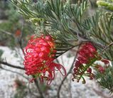 Grevillea preissii subspecies glabrilimba is a spreading shrub. The leaves are dissected with narrow leaflets 5mm - 20mm long and 0.5mm -1mm wide. Leaf margins are down curved , enclosing the lower...