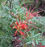 The Collie Grevillea is a dense spreading shrub. It has dissected leaves with leaf lobes 10mm -30mm long and 1.5mm - 5mm wide with flat margins. It produces racemes of yellow or orange toothbrush...