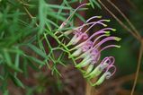 The Carrington Falls Grevillea is a dense spreading shrub. It produces pale pink to purple pink toothbrush flowers at the end of branches in late winter and spring. The leaves are light green, about...