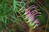 Grevillea rivularis