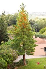 The Silky Oak is a fast-growing large upright tree. It is the largest species of Grevillea. Produces 8cm - 15cm long bottlebrush shaped racemes of golden-orange flowers in spring and summer. The...