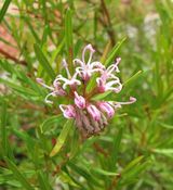 Grevillea sericea is an upright, spreading shrub. It produces profuse clusters of pale pink to deep mauve-pink spider flowers through most of the year. Flowers are often prolific and conspicuous....