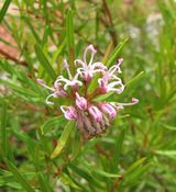 Grevillea sericea