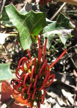 The Brisbane Ranges Grevillea is a spreading shrub. Flowers are greenish-brown with red styles, and produced between September and January. The leaves are lobed like holly leaves with prickly margins.