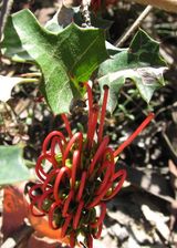 Grevillea steiglitziana