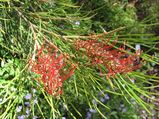 Grevillea tetragonoloba is an erect to spreading dense shrub with red or brown toothbrush-shaped clusters of flowers from June to November. Leaves are 60mm -130mm long and dissected into lobes 30mm -...