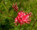 Grevillea fililoba is considered by some authorities to be a subspecies of Grevillea.thelemanniana. Both species are similar in appearance.Grevillea fililoba is a small dense spreading shrub with...