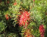 Grevillea thelemanniana is a spreading lignotuberous shrub. Leaves are simple, 10-30 mm long overall. The leaf blade is 1mm - 1.5mm wide and dissected, usually into three lobes (sometimes further...