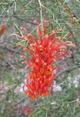 Grevillea treueriana is a small open shrub. Leaves are 25mm - 30mm long and deeply divided into stiff, linear lobes with sharp points Leaf margins are recurved Produces clusters of orange red...