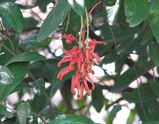 Royal Grevillea is an erect to spreading shrub. Leaves are elliptic to lanceolate, and about 6cm - 12cm long and 10mm - 45mm wide with smooth upper surface. Leaf margins are flat or slightly...