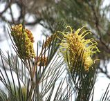 Grevillea whiteana