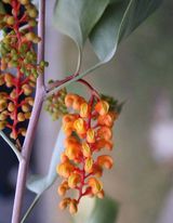 Grevillea wickhamii is an erect shrub or small tree. Produces cream, yellow or red flowers from April to October and intermittently throughout the year. Leaves are obovate or spathulate and 25mm -...