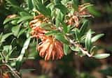 Grevillea 'Apricot Charm'is a spreading shrub growing to about 1.5 m tall and about 2 m wide. The leaves are glossy green and about 3 cm long. Clusters of apricot coloured flowers are produced in...