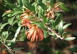 Grevillea 'Apricot Charm'