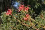 Grevillea 'Bonfire' is a bushy shrub that grows to about 2 m tall and 2 m across. The leaves are dark green and narrowly divided. Clusters of bright red spider-shaped flowers are produced in spring...