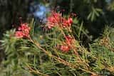 Grevillea 'Bonfire'