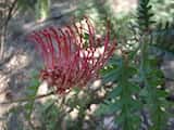 Grevillea 'Boongala Spinebill' is a spreading, bushy shrub growing to 1.5 m to 2.5 m tall, and 2 m to 3 m wide. The leaves are dark green with tooth edges. New growth is reddish brown. Red flowers...