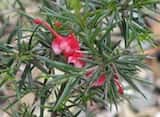 Grevillea 'Clearview David' is an erect shrub that grows to about 2.5 m tall. The leaves are about 1.5 cm to 3 cm long. It flowers profusely with f red flowers for most of the year. The cultivar was...