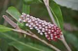 Grevillea 'Coastal Glow'is a fast-growing medium, spreading shrub growing 2 m to 4 m tall. The leaves are long and narrow growing up to 20 cm long and 2 cm wide. It produces purple red...