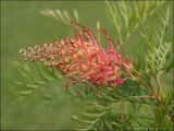Grevillea 'Coconut Ice' is a shrub that grows to about 2 m tall. The flowers are red pink and produced in clusters about 15 cm long 9 cm in diameter. The cultivar is a hybrid between Grevillea...