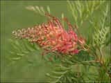 Grevillea 'Coconut Ice'