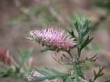 Grevillea 'Copper Rocket' is a vigorous spreading shrub. Toothbrush-like pale pinkish purple flowers are produced in spring and summer.