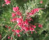Grevillea 'Crosbie Morrison' is a shrub that grows from 1 m to 2 m tall with a spread of 2 m to 4 m. It usually has arching branches. The leaves are narrow with a sharp point, about 15 mm long and 2...
