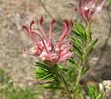 Grevillea 'Evelyn's Coronet' is an erect shrub that grows to 2 m in height with a spread of about 1.75 m. The narrow leaves are shiny green with a sharp point at the tip. The leaves are about 2 cm...