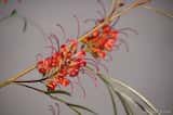 Grevillea 'Firesprite' is a large shrub growing to 3 m tall and up to 5 m wide. The leaves are usually divided into narrow lobes and grow to 25 cm long and 18 cm wide. The leaf lobes are up to 8 mm...