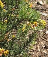 Grevillea 'Goldrush' is a small shrub growing to about 1 m.tall by up to 1 m wide. The flowers are yellow with red styles and produced mainly in winter. The flowers are similar to Grevillea alpina...