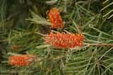 Grevillea 'Honey Barbara' is a shrub that grows to about 3 m tall and 3 m wide. The leaves are finely divided. Bright orange flowers with yellow tips are produced in large clusters up to 15 cm in...