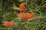 Grevillea 'Honey Barbara'