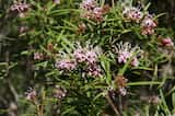 Grevillea 'Honey Jo' is a medium shrub growing to about 2 m tall and 1.5 m wide. The leaves are narrow and linear up to 5 cm long and 3 mm wide. The pink spider-shaped flowers are perfumed and...
