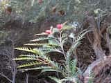 Grevillea 'Ivanhoe' is a dense shrub growing to about 3 m tall and 4 m wide. The leaves are toothed along the edges and grow to about 10 cm long and 2 cm wide. The red flowers are produced in...