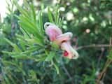 Grevillea 'Little Thicket' is a shrub growing to about 0.5 m to 1m tall and 1 m wide. It forms 'thickets'by suckering from roots, with new shoots appearing at intervals of about 30 cm from the main...