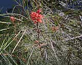 Grevillea 'Long John' is a dense upright shrub growing 2 m to 3 m tall and 2 m to 3 m wide. The leaves are up to 25 cm long and deeply lobed with narrow linear lobes about 2 mm to 3 mm wide, giving...