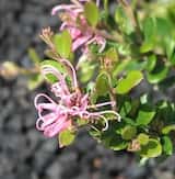 Grevillea 'Little Miss Muffet'is a medium shrub growing about 2 m tall. The leaves are dark green and narrow. Pink spider-like clusters of flowers are produced most of the year. The cultivar is a...
