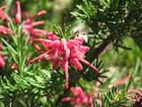 Grevillea 'Nancy Otzen'is a medium bushy shrub that grows 1 m to 2 m tall and 1 m to 2 m wide. The small leaves are narrow and deep green. Spider-shaped clusters of pinkish red and cream flowers are...