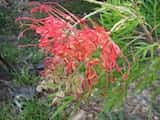 Grevillea 'Ned Kelly' is a bushy shrub that grows up to about 1.5 m tall and 2 m wide. The leaves are divided and similar to Grevillea 'Robyn Gordon' leaves. The flowers are produced in clusters...