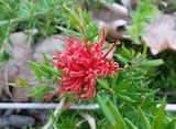 Grevillea 'New Blood' is a groundcover growing to about 25 cm high and spreading about 1 m to 1,5 m. The dark green leaves are narrow tapering to a point at the tip. Bright red flowers are produced...