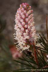 Grevillea 'Pink Ice'is a shrub growing to about 1.5 m tall and 2.5 m wide. The leaves are finely divided with long narrow lobes. The soft pink flowers are produced in cylindrical clusters. The...