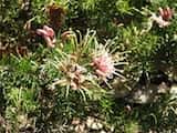 Grevillea 'Pink Lady' is a ground cover shrub. It produces clusters of pink mauve spidery flowers most of the year with peak in spring. The cultivar is a hybrid betwewen G. juniperina and possibly G....