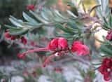 Grevillea 'Red Clusters' is a small shrub with slightly weeping habit, growing to about 0.75 m tall. The leaves are dark green, narrow tapering to a point. New growth is bronze-green. Red flowers are...