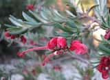 Grevillea 'Red Clusters'