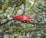 Grevillea 'Red Hooks'is a rounded vigorous shrub growing to 3m high. The leaves are pinnate with narrow lobes to 3 cm long by 4-5m across, with more or less horizontal branches. The bright green...