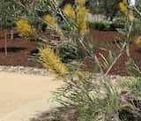 Grevillea 'Sandra Gordon' is a small tree or large shrub growing to about 3 m to 6 m tall. The leaves are deeply divided and about 20 cm long by 15 cm wide. The yellow flowers are produced in spikes...