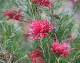 Grevillea rosmarinifolia 'Scarlet Sprite'is a prickly shrub that grows to about 2 m tall. The leaves are fine and narrow with pointed tip. The flowers are bright red and produced in spider-shaped...